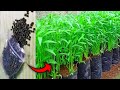 easy way to grow fresh kale. healthy and free of pesticides at home-diygarden.