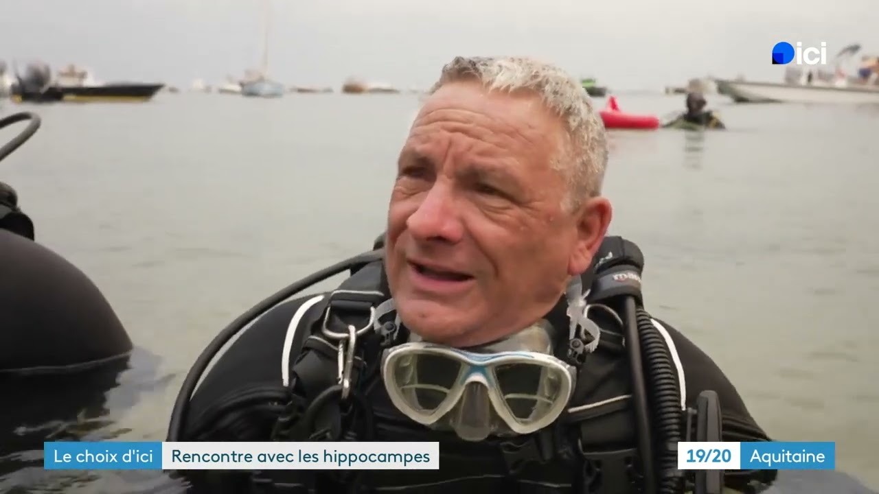 Opération de comptage des hippocampes du Bassin d'Arcachon avec Ocean'Obs - France 3