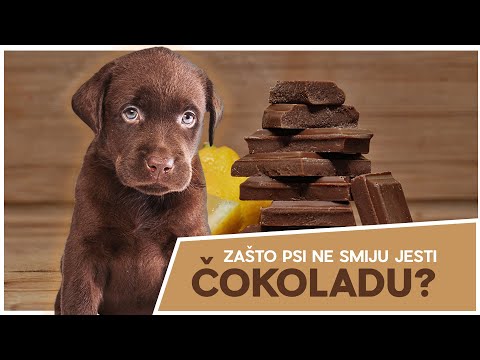 Video: Toksičnost čokolade Pogađa Dom Kada Pas Pojede čitavu Pločicu čokolade