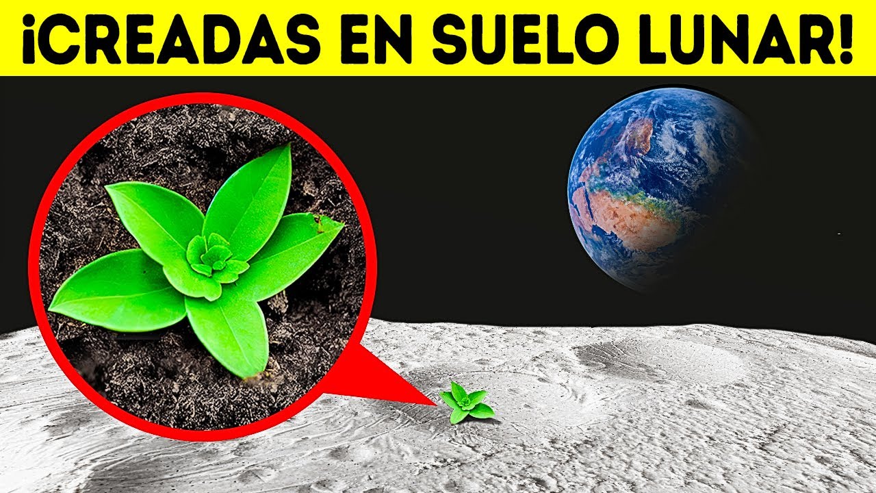 Los científicos han logrado cultivar plantas en el suelo lunar