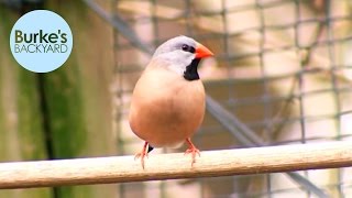 Burke's Backyard, Longtailed Finch Road Test