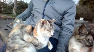 公園猫ちゃん達、今日も膝の上の取り合いでした。