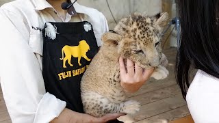 富士サファリパークの赤ちゃんライオン