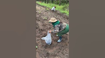 Gắn béc G5 trực tiếp vào ống Ldpe 25, phương án tiết kiệm chi phí, thời gian