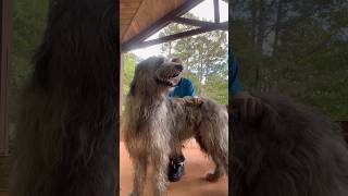 Giant wolfhound  #irishwolfhound