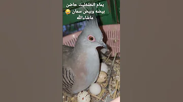 محميه يمام خلخليت طيور حمام نوادر نادر محميات الاحساء الشرقية كرست 