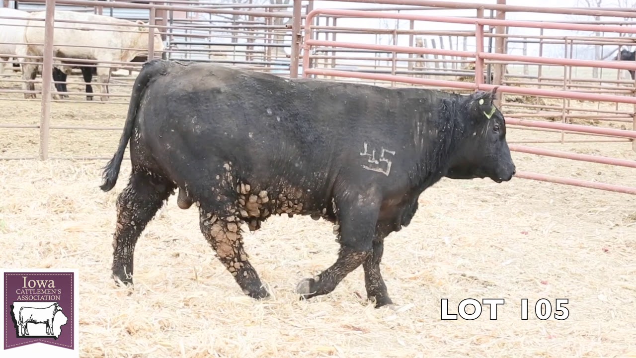 LOT 105 YouTube