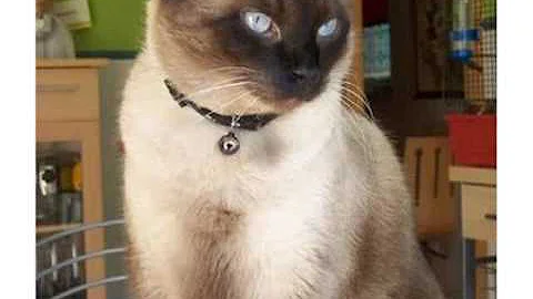 Video 295711: tonkinese cat breed, domestic cat breed, cat collection