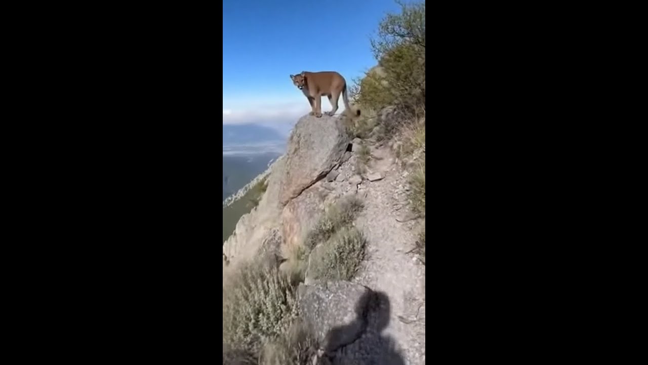 "Real Wild Encounters You Won’t Believe Actually Happened"