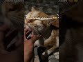 When a cat chooses YOU 🐱💫 #likeandsubscribe #petlover #travel