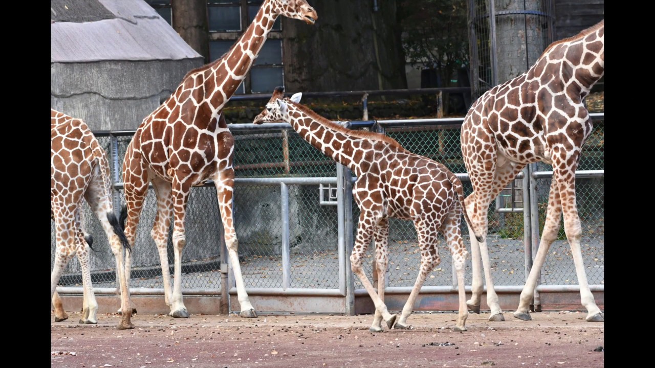 麒麟がくるGiraffe - YouTube