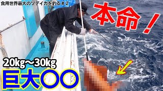 オッパイを深海に沈めて、食用世界最大のソデイカを釣る＃２
