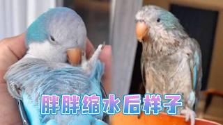 胖胖缩水后，颜值急剧下滑，自己竟还在那喊靓仔【胖胖谷粒】 screenshot 5