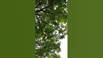 #The Omnipresent and Omnipotent my God Mahadev #Har Har Mahadev 🕉🙏