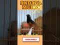 Relaxing Murai Batu Singing in Nature #Shorts #BirdSounds #RelaxingNature #StudyMusic #Focus