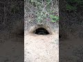 Meet the real mayor of Chatom, AL: a gopher turtle with a flair for the patriotic
