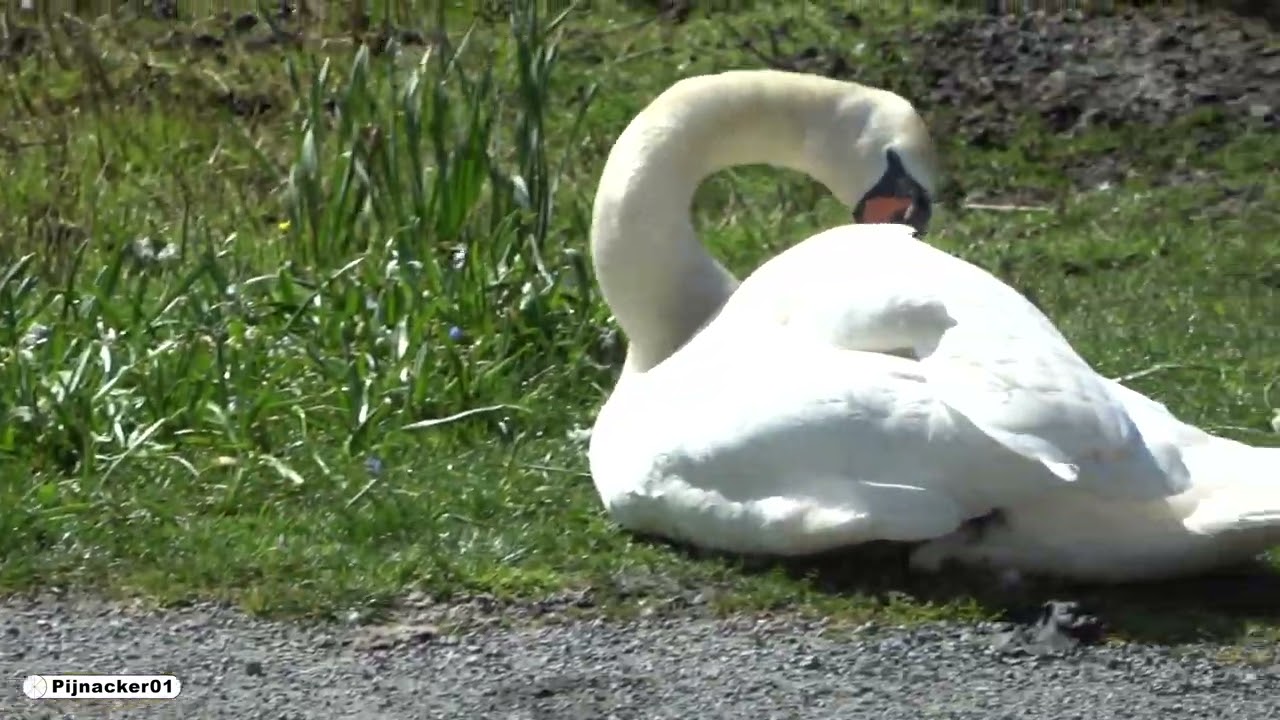 Swan Pair Disaster - She lost her soul mate