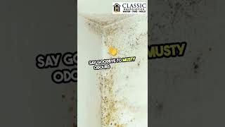 Mold removal St Petersburg