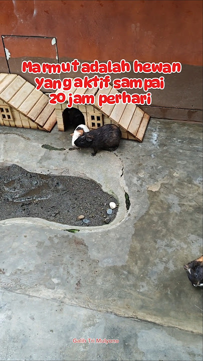 Marmut imut imut #gembiralokazoo #marmut #hewanlucu