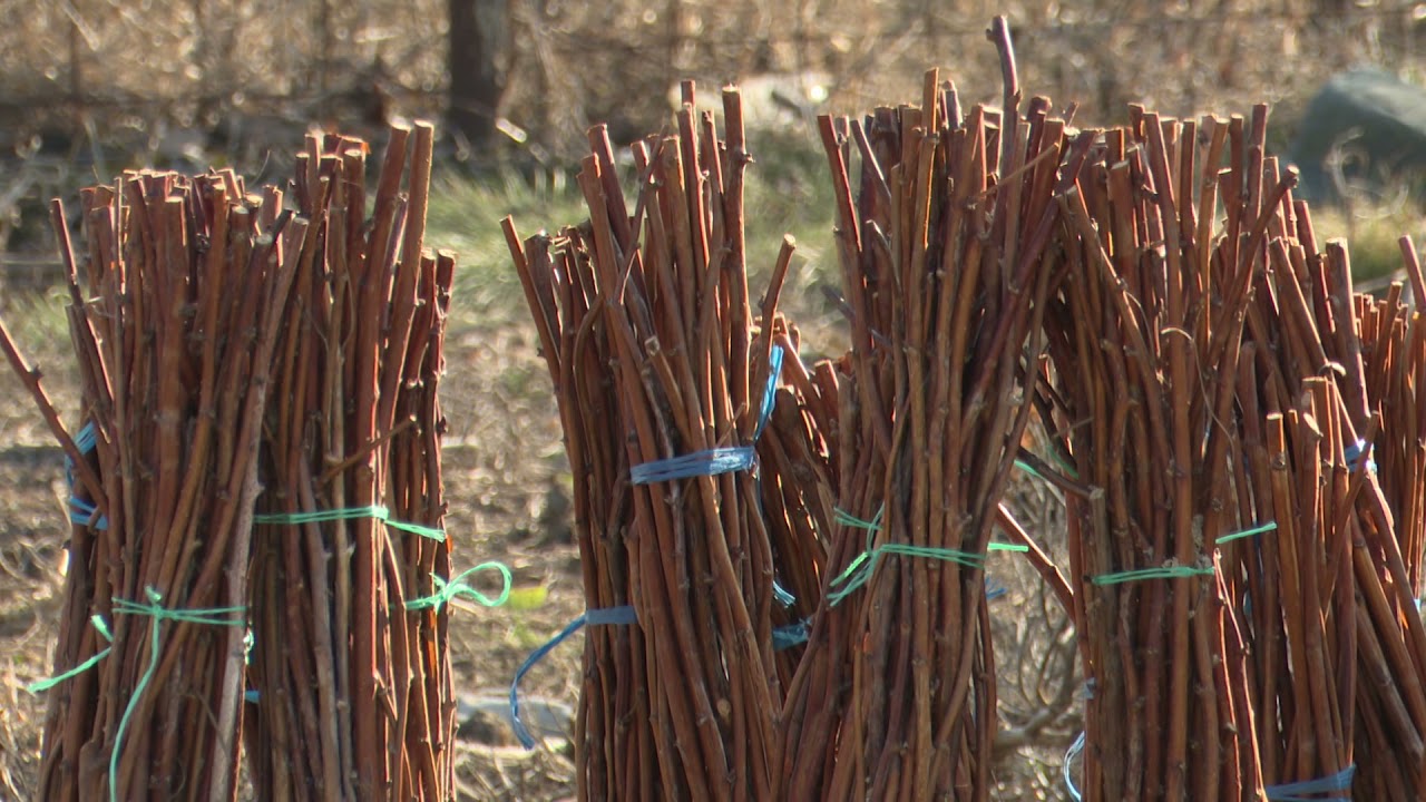 În grădina Danei: Sfaturi despre înfiinţarea unei plantaţii de zmeură (@TVR1)