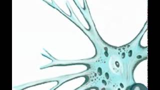 Filmpje Bs 3 3 De Bouw Van Een Zenuwcel