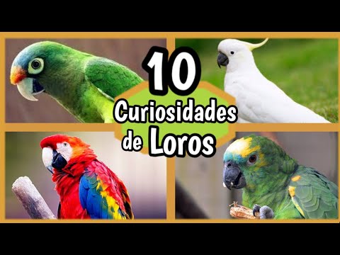 Video: Datos fascinantes sobre 4 tipos de loros