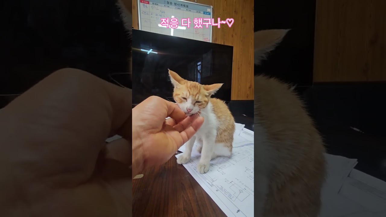 덕순이네 가족 #율무 #삼형제집사 #퇴근 #부산강서구