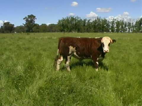 Organic Farming Free Fertilizer Cow Manure Youtube