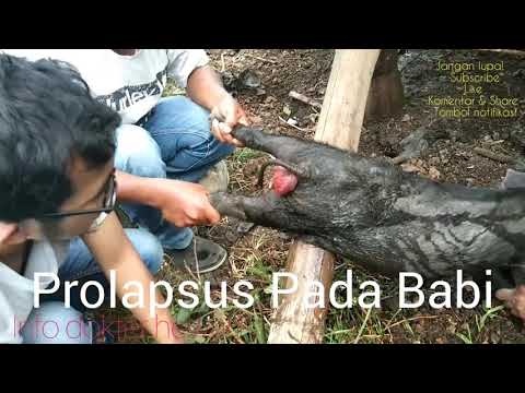 Video: Apakah yang dilakukan oleh klac gelincir pada babi berus?