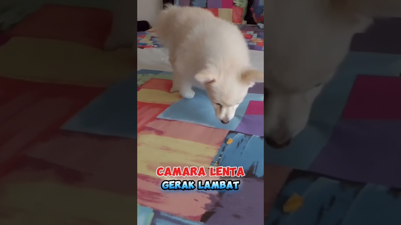 Camara Lenta 🇲🇽 Gerak Lambat 🇲🇨