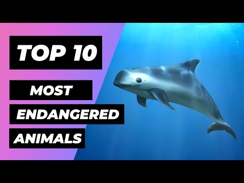 Video: Endangered animal species