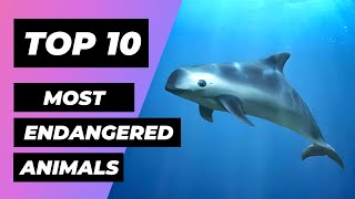 TOP 10 Most ENDANGERED Animals In The World | 1 Minute Animals