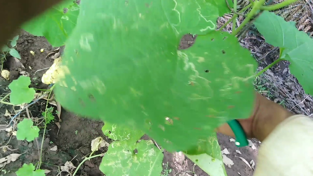 How to Prune Patola |Ridge Gourd | Luffa # Sponge Gourd