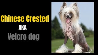 Chinese Crested