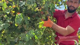 Üzüm Asması Tadilat Bakımı, Küçük Maliyetlerle Sizlerde Onarabilirsiniz. Örnek Olmak Temennisi Ile..