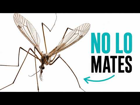 Nunca mates a este mosquito gigante — todo lo que sabes sobre él es falso