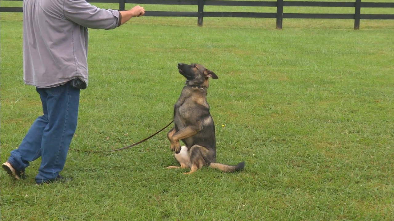 puppy paradise Obedience Training W/