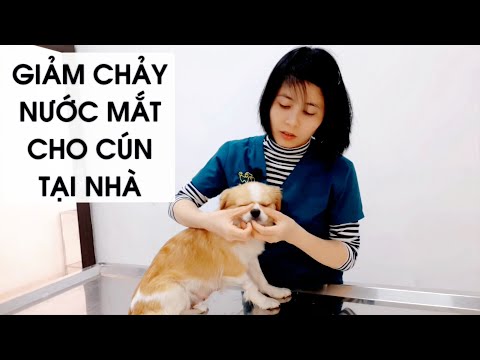 Video Nguyên nhân cách làm giảm chảy nước mắt cho chó poodle... - youtube