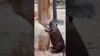 A Beaver With Perfect Work-Life Balance