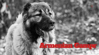 Armenian Gampr Dog Shot on HELIOS 44-2