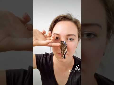 Azúrlepke - Morpho