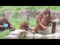 暑い日は水遊び・オランウータン