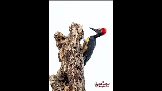 White bellied Woodpecker 白腹黑啄木鸟
