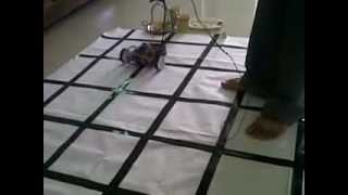 Grid Follower.mp4