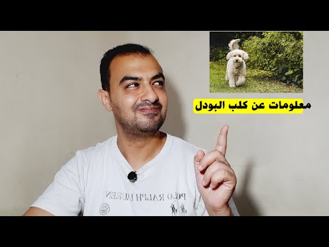 معلومات عن كلب البودل