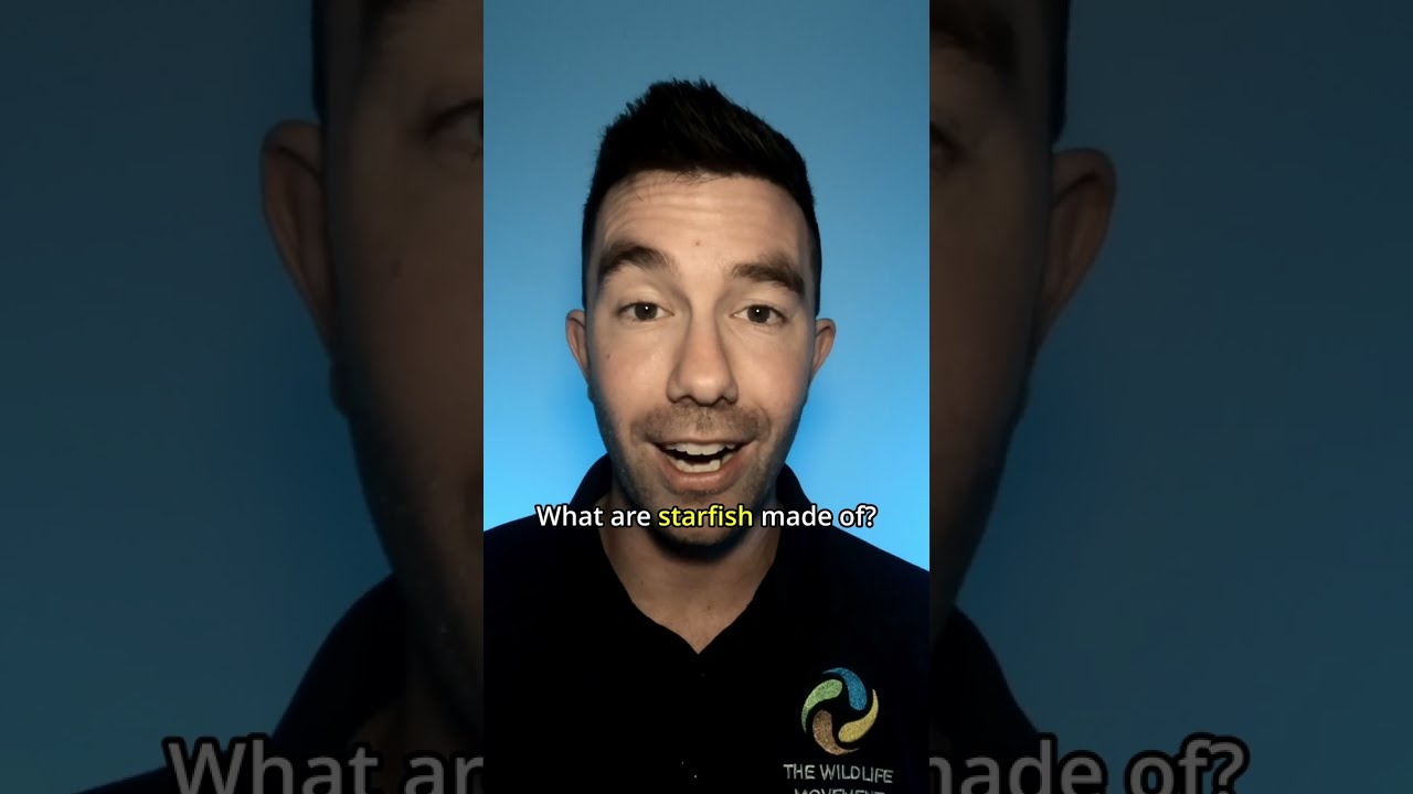 What are star fish made of? 