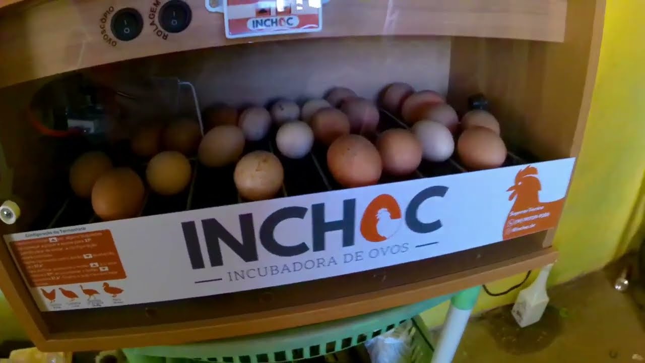 Review de chocadeira de ovos com compartimento para até 50 ovos de galinha #agronegocio