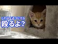 【喧嘩】子猫が飼い主にブチギレて猫パンチしてきました
