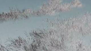 Celebrity Simulating the swaying motion of grass in the wind using Houdini's Hair module Profile