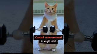 ЭТО САМЫЙ СИЛЬНЫЙ В МИРЕ КОТ #makeitmore #топ #кот #животные #юмор #нейросеть #ии